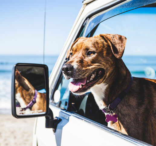 View our pet friendly vacation rentals.